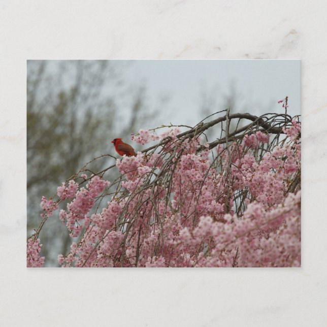 Kardinal på ovansidan av ett sovande Cherry Träd Vykort (Framsida)