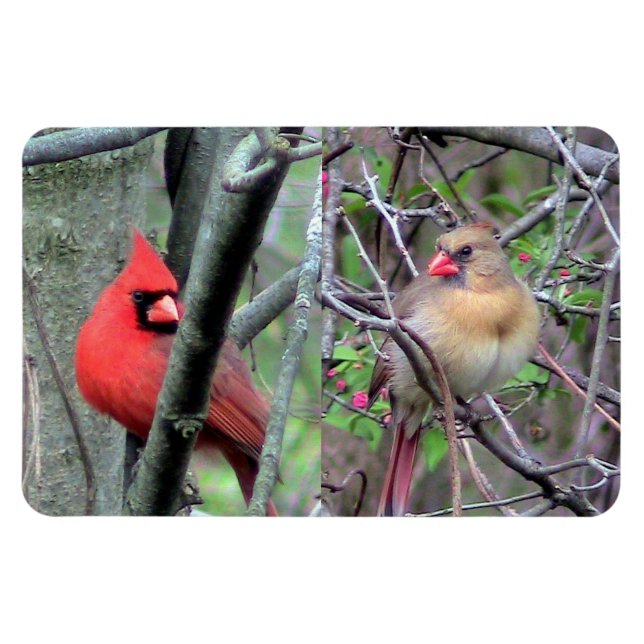 Kardinal Pair Flexble Magnet (Horisontell)