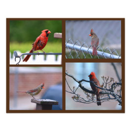 Kardinal Photo Collage Fototryck