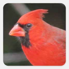 Kardinal Porträtt - Bird Fyrkantigt Klistermärke