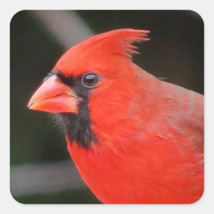 Kardinal Porträtt - Bird Fyrkantigt Klistermärke
