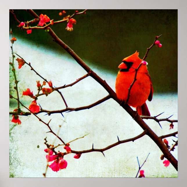 kardinal poster (Framsidan)