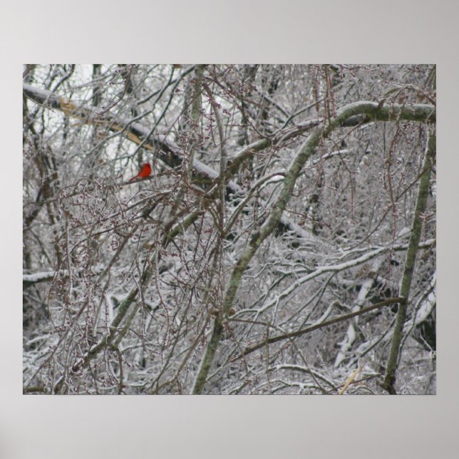 kardinal poster (Framsidan)