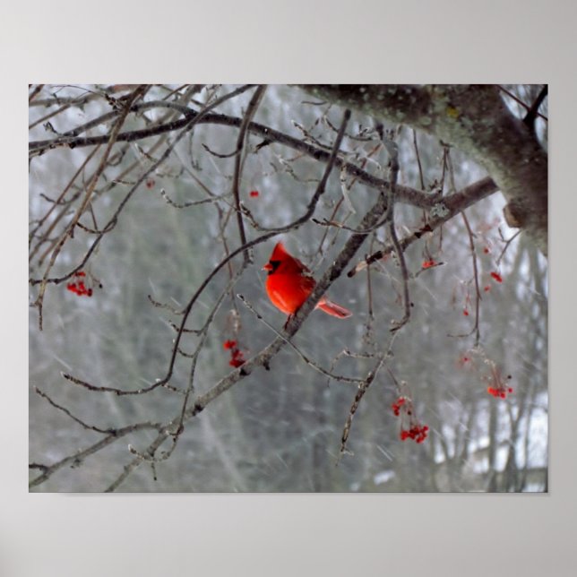 Kardinal Poster (Framsidan)