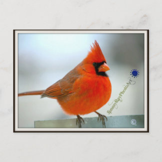 Kardinal Red Bird Vykort