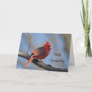 Kardinal Red Songbird Sympathy Kort