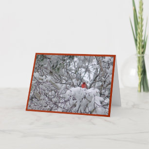 Kardinal Redbird Snö Photo jul Helgkort