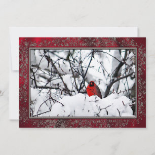 Kardinal Redbird Snö Photo-julklapp, platta Julkort