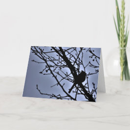 Kardinal Silhouette, kort