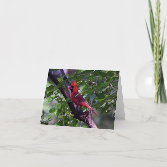 kardinal tack kort (Framsida)