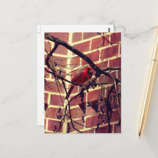 Kardinal vid 43:s Bibliotek Vykort