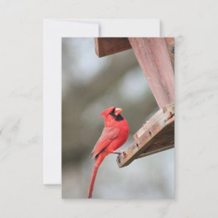 Kardinal vid Feeder Blank Notecard OSA Kort