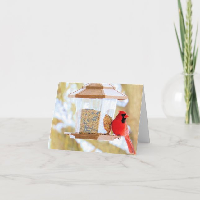 Kardinal vid mataren - Tomt kort (Framsida)