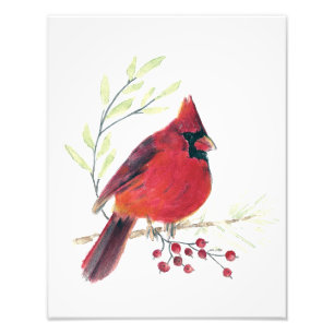 Kardinal Watercolor Photo Print Fototryck