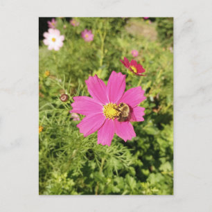 Kardinalblomma med en Biet på Postkort Vykort