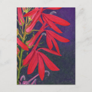 Kardinalblommans Blommigt Vykort