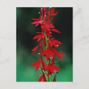 Kardinalblommor Vykort