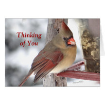 Kardinalen 6649 TofY - skräddarsy