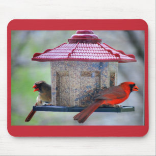 Kardinaler från kvinnor och män vid Bird Feeder Mo Musmatta