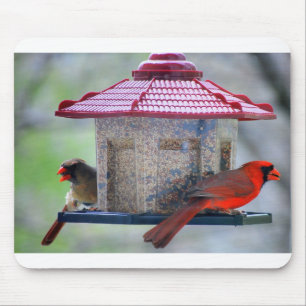 Kardinaler från kvinnor och män vid Bird Feeder Mo Musmatta