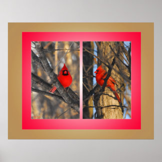 Kardinaler i en "Crisp" Vinter Morgon Poster
