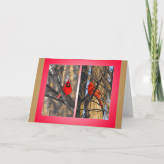 Kardinaler i "en knaprig" vintermorgon helgkort