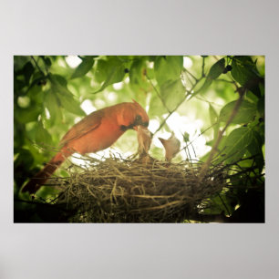 Kardinaler Matande Poster