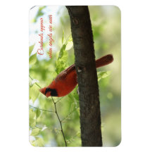 Kardinalerna visas när änglar är nära!