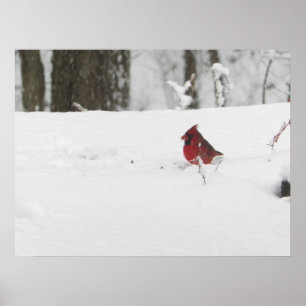 Kardinalfåglar i fotnoten Vinter Snö Poster