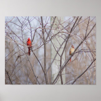 Kardinalfamilj Poster