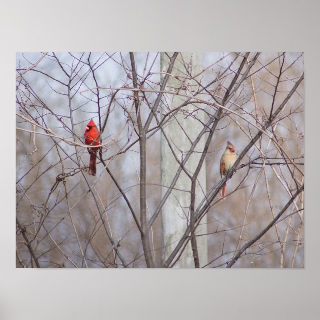 Kardinalfamilj Poster (Framsidan)