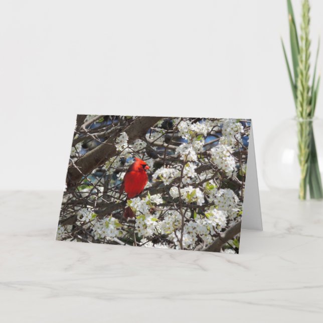 Kardinalhälsningskort Kort (Framsida)