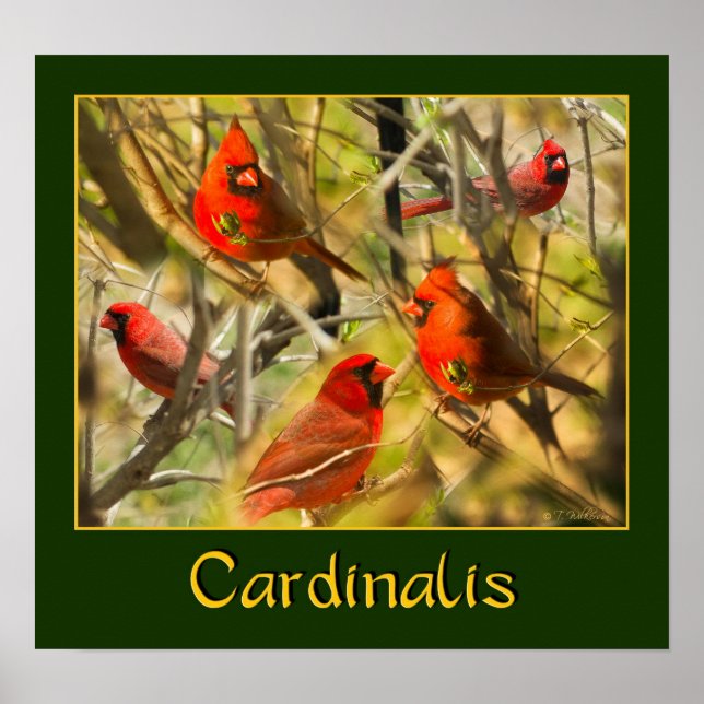 Kardinalis - POSTER - Kardinalkollage (Framsidan)