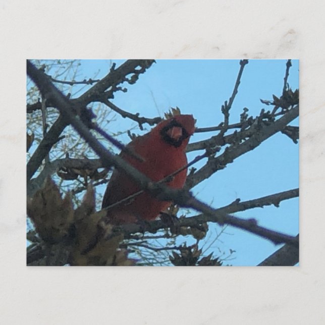 Kardinalvykort Vykort (Framsida)