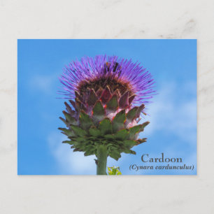 Kardoon Flower vycard Vykort
