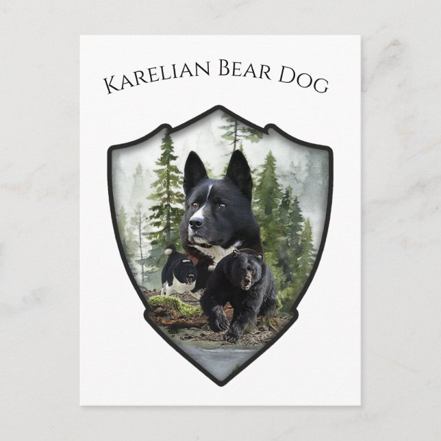 Karelsk björnhund     vykort (Framsida)