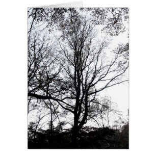Kargt träd B&W för Central Park sent höst näst Hälsningskort