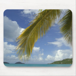 Karibien, Amerikanska Jungfruöarna, St. Thomas, Musmatta