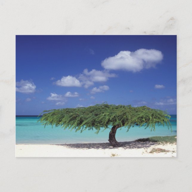 Karibien, Aruba. Åldersblock Vykort (Framsida)