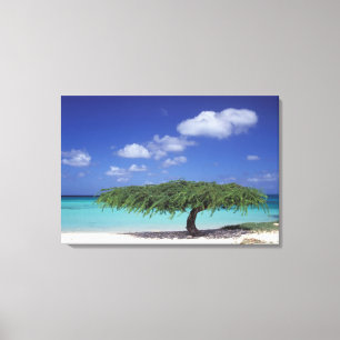 Karibien, Aruba. Eagle Beach Canvastryck