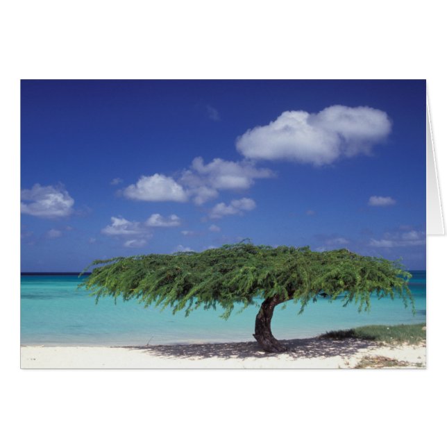 Karibien, Aruba. Eagle Beach Hälsningskort (Framsidan Horizontal)