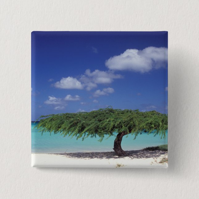 Karibien, Aruba. Eagle Beach Knapp (Framsida)