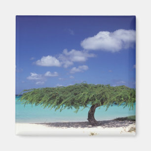 Karibien, Aruba. Eagle Beach Magnet