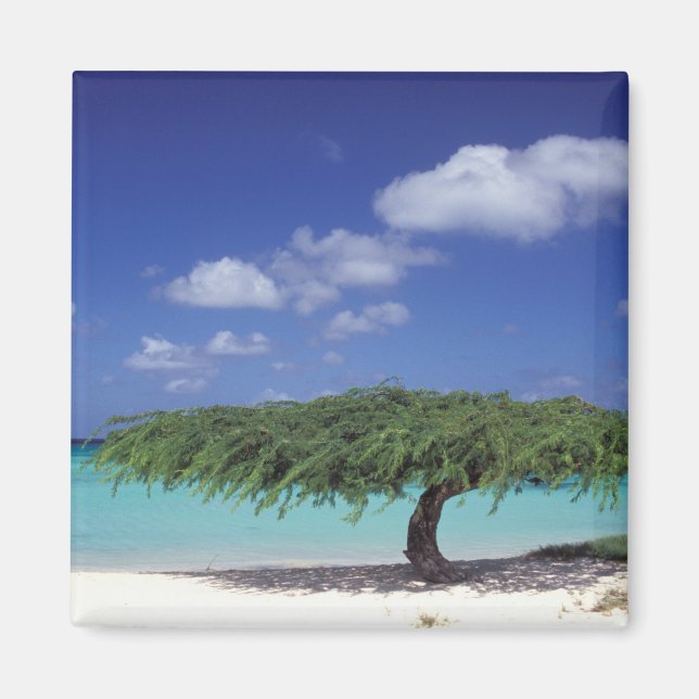 Karibien, Aruba. Eagle Beach Magnet (Framsidan)