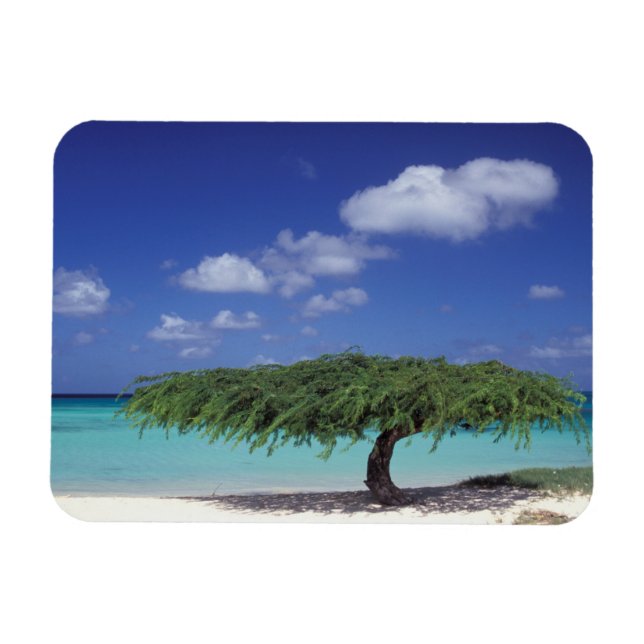 Karibien, Aruba. Eagle Beach Magnet (Horisontell)