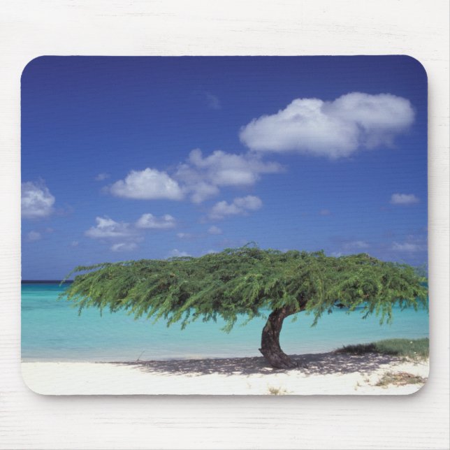 Karibien, Aruba. Eagle Beach Musmatta (Framsidan)