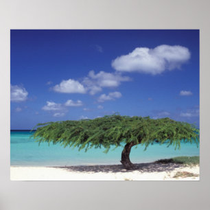 Karibien, Aruba. Eagle Beach Poster