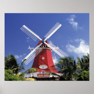 Karibien, Aruba. Gammal kvarn, ombyggd till 'Mill Poster