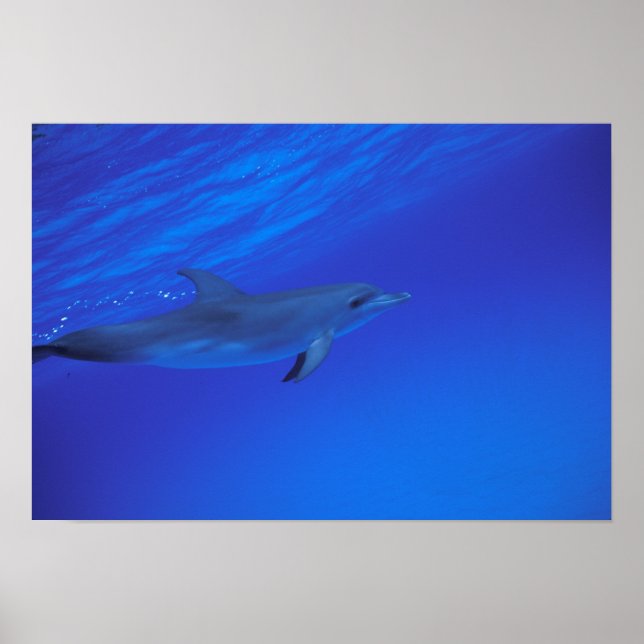 Karibien, Bahamas Fläckig delfin Poster (Framsidan)