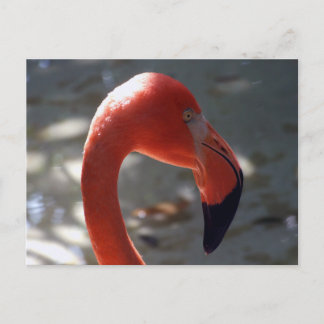 Karibien Flamingo Vykort